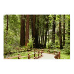 Muir Woods Path I Nature Photography Poster