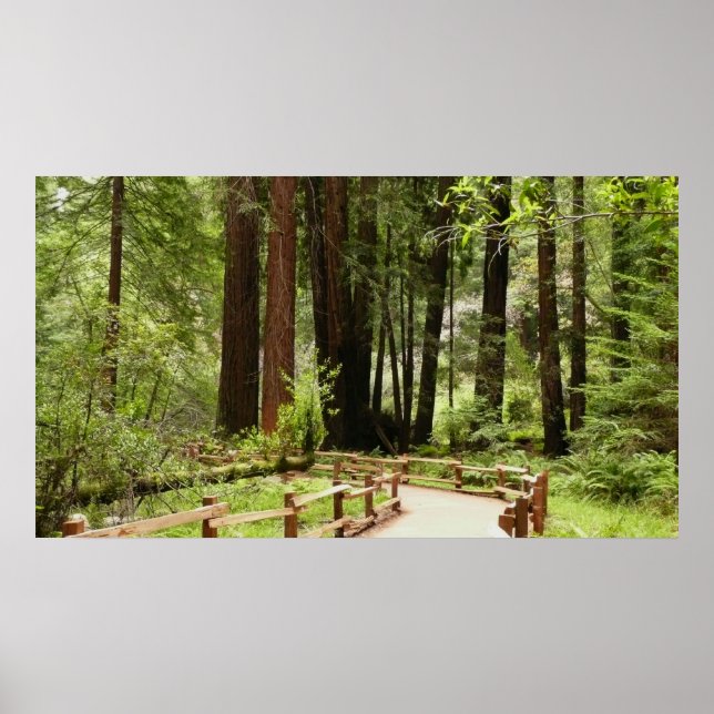 Muir Woods Path I Nature Photography Poster (Front)