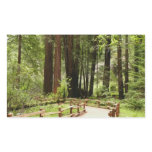 Muir Woods Path I Nature Photography Rectangular Sticker