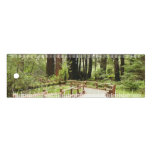 Muir Woods Path I Nature Photography Ruler