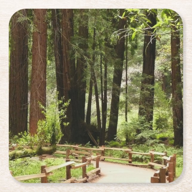 Muir Woods Path I Nature Photography Square Paper Coaster (Front)