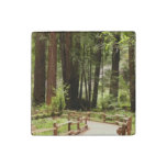 Muir Woods Path I Nature Photography Stone Magnet