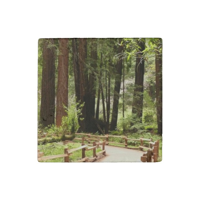 Muir Woods Path I Nature Photography Stone Magnet (Front)