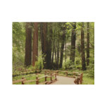 Muir Woods Path I Nature Photography Wood Poster