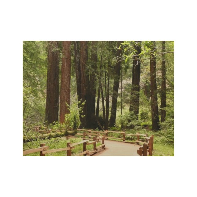 Muir Woods Path I Nature Photography Wood Poster (Front)