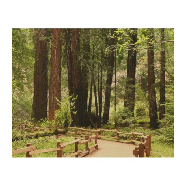 Muir Woods Path I Nature Photography Wood Wall Art (Front)