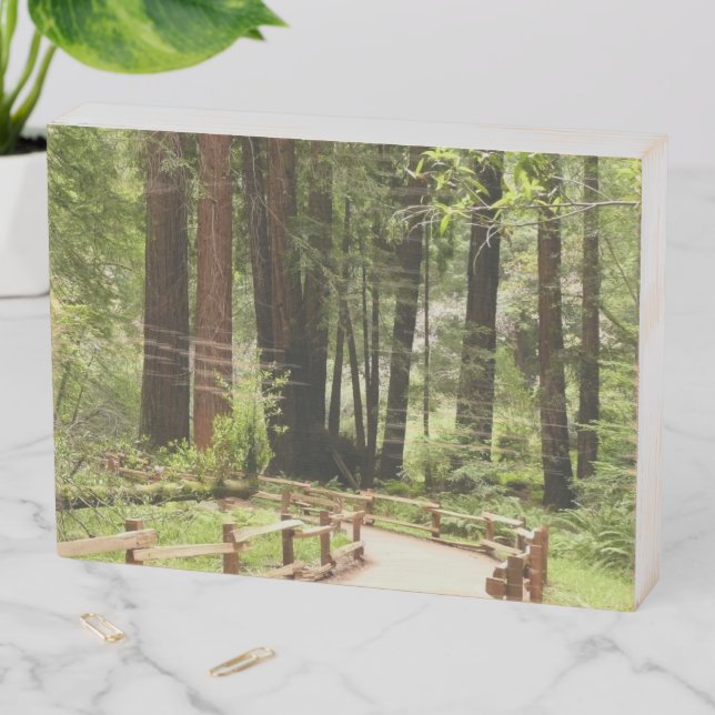 Muir Woods Path I Nature Photography Wooden Box Sign (In Situ Horizontal)