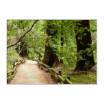 Muir Woods Path II Nature Photography Acrylic Print
