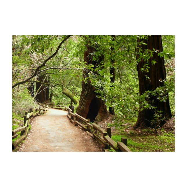 Muir Woods Path II Nature Photography Acrylic Print (Front)