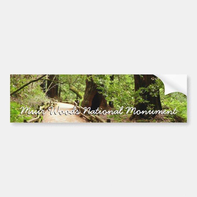 Muir Woods Path II Nature Photography Bumper Sticker (Front)