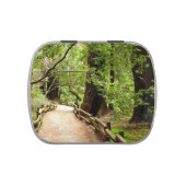 Muir Woods Path II Nature Photography Candy Tin (Top)