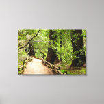 Muir Woods Path II Nature Photography Canvas Print