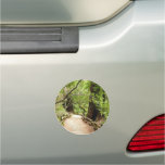 Muir Woods Path II Nature Photography Car Magnet