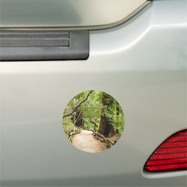 Muir Woods Path II Nature Photography Car Magnet (In Situ)