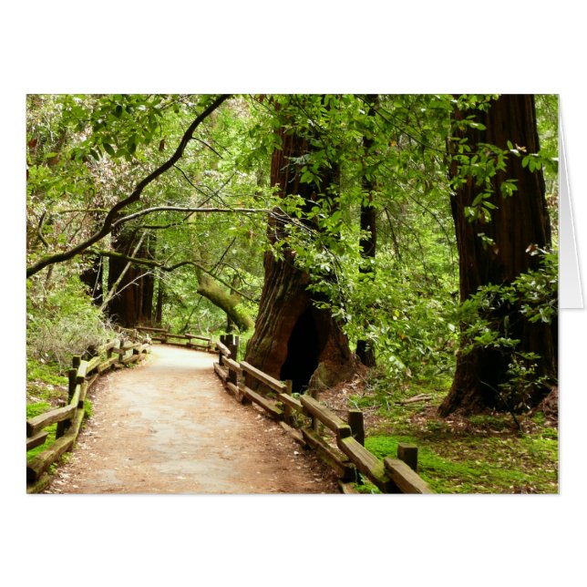 Muir Woods Path II Nature Photography Card (Front Horizontal)