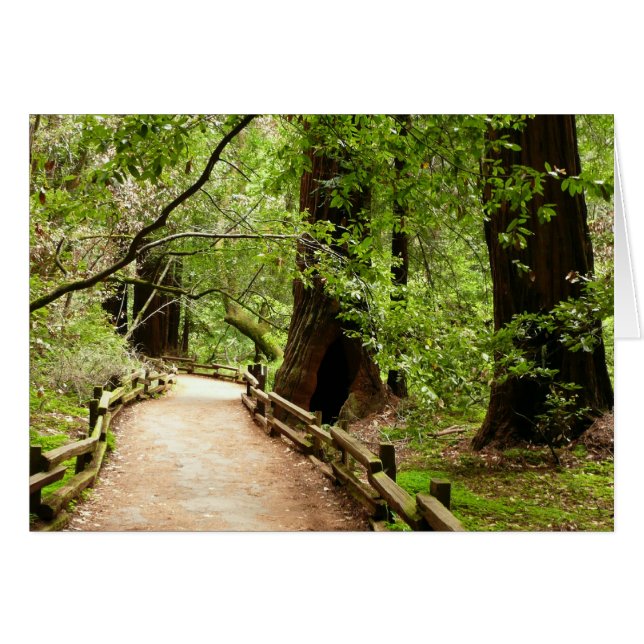 Muir Woods Path II Nature Photography Cards (Front Horizontal)