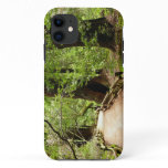 Muir Woods Path II Nature Photography iPhone 11 Case