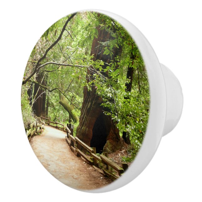 Muir Woods Path II Nature Photography Ceramic Knob (Right)