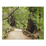 Muir Woods Path II Nature Photography Faux Canvas Print