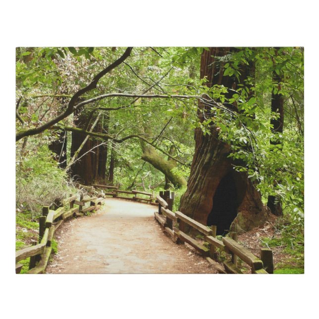 Muir Woods Path II Nature Photography Faux Canvas Print (Front)