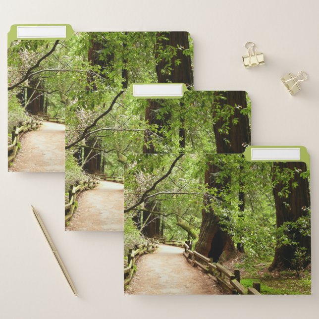 Muir Woods Path II Nature Photography File Folder (Set)