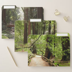Muir Woods Path II Nature Photography File Folder