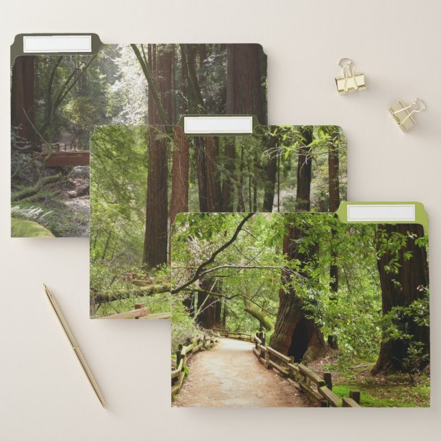 Muir Woods Path II Nature Photography File Folder (Set)