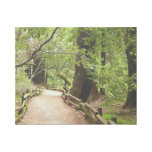 Muir Woods Path II Nature Photography Gallery Wrap