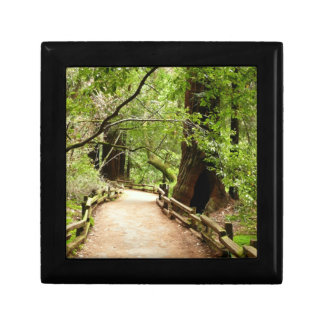 Muir Woods Path II Nature Photography Gift Box