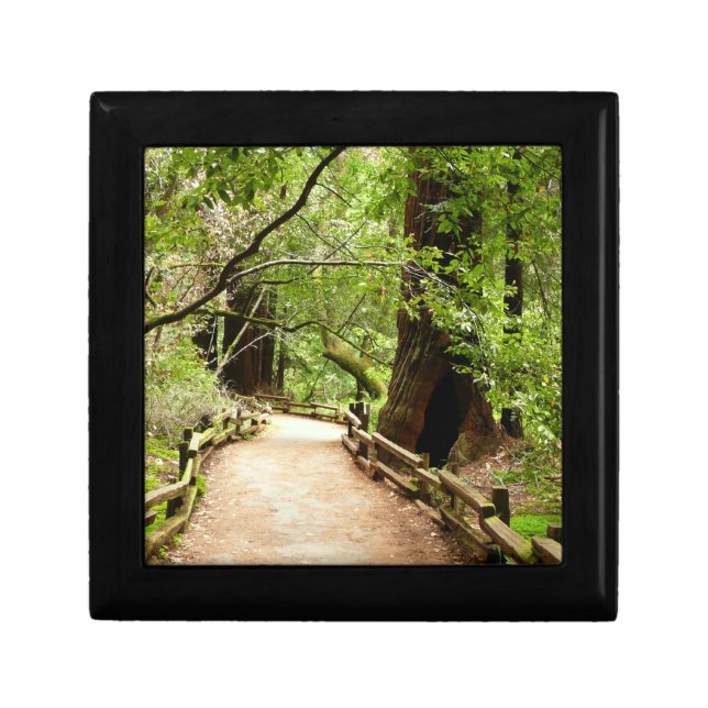 Muir Woods Path II Nature Photography Gift Box (Front)