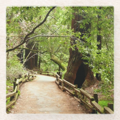 Muir Woods Path II Nature Photography Glass Coaster