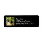 Muir Woods Path II Nature Photography Label