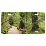 Muir Woods Path II Nature Photography License Plate