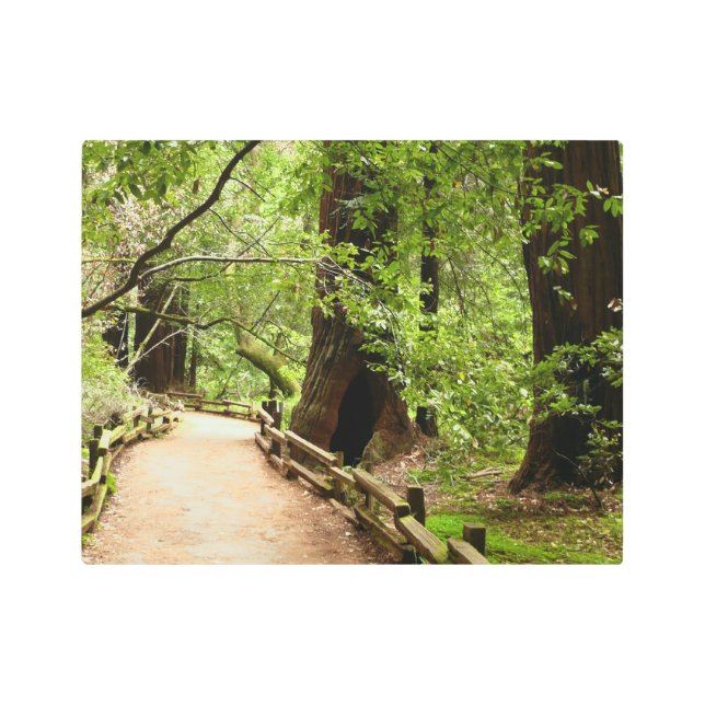 Muir Woods Path II Nature Photography Metal Print (Front)
