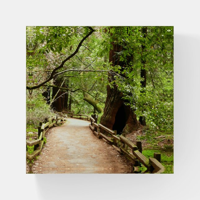 Muir Woods Path II Nature Photography Paperweight (Front)