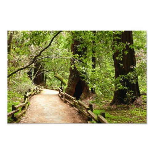 Muir Woods Path II Nature Photography Photo Print