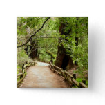 Muir Woods Path II Nature Photography Pinback Button