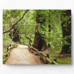 Muir Woods Path II Nature Photography Plaque