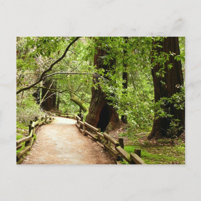 Muir Woods Path II Nature Photography Postcard (Front)