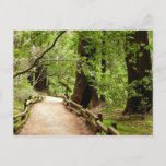 Muir Woods Path II Nature Photography Postcard