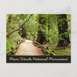 Muir Woods Path II Nature Photography Postcard