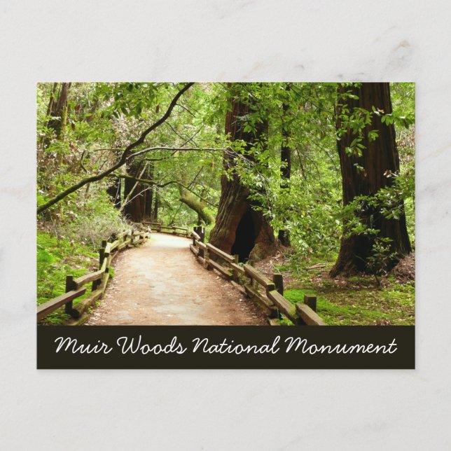 Muir Woods Path II Nature Photography Postcard (Front)