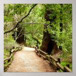 Muir Woods Path II Nature Photography Poster