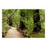 Muir Woods Path II Nature Photography Poster