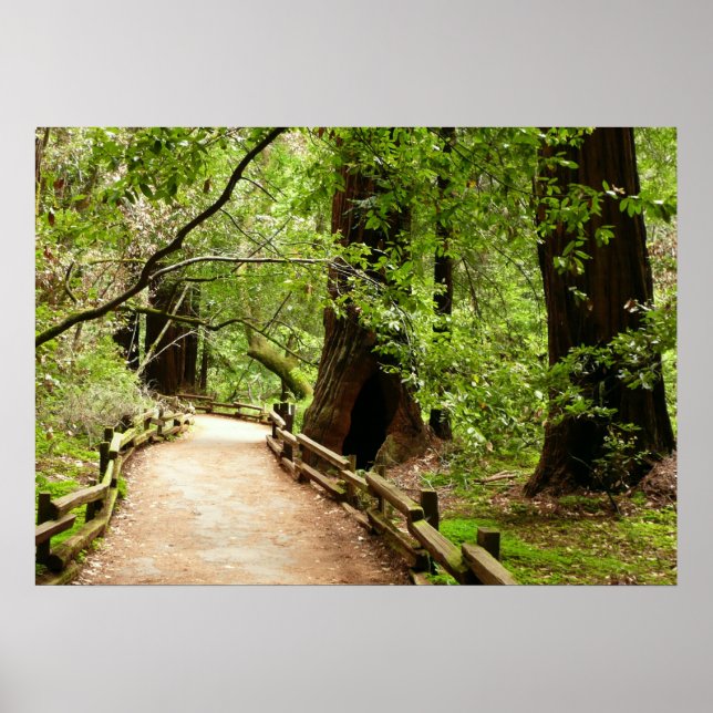 Muir Woods Path II Nature Photography Poster (Front)