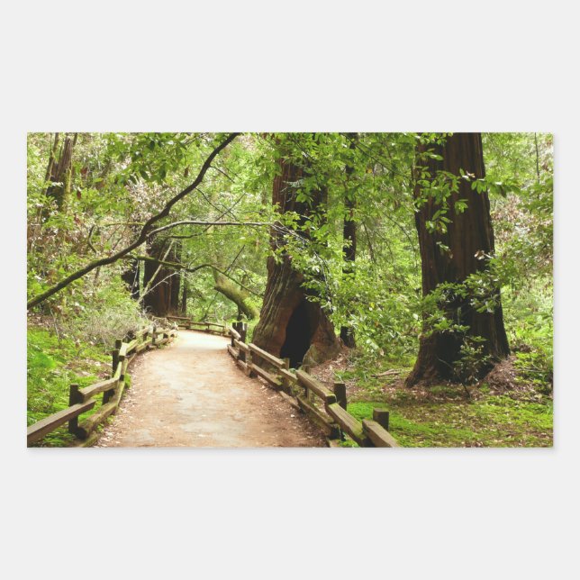 Muir Woods Path II Nature Photography Rectangular Sticker (Front)