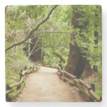 Muir Woods Path II Nature Photography Stone Coaster
