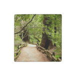 Muir Woods Path II Nature Photography Stone Magnet