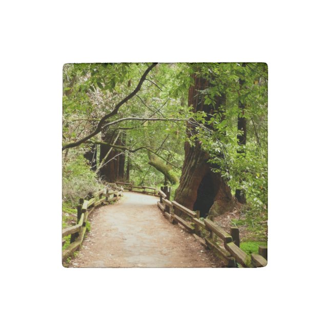 Muir Woods Path II Nature Photography Stone Magnet (Front)