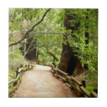 Muir Woods Path II Nature Photography Tile